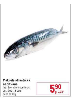 Makrela atlantická nepitvaná