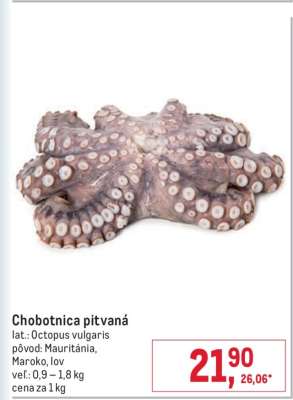 Chobotnica pitvaná