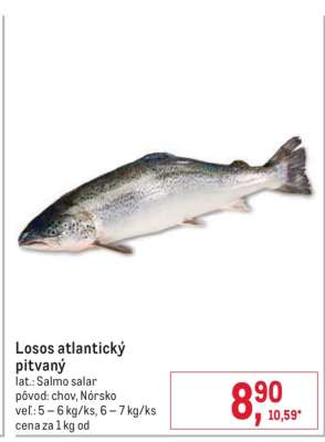 Losos atlantický pitvaný