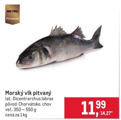 Morský vlk pitvaný
