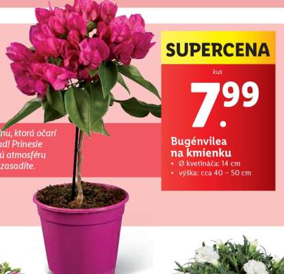 Bugénvilea na kmienku