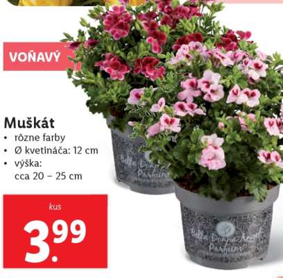 Muškát