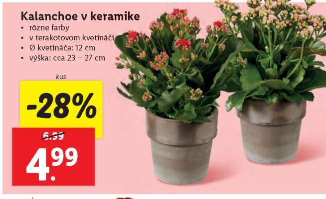 Kalanchoe v keramike