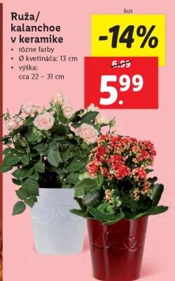 Ruža/kalanchoe v keramike