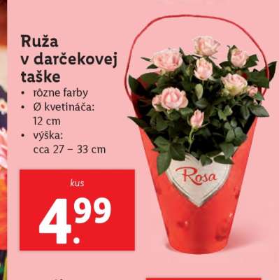Ruža v darčekovej taške
