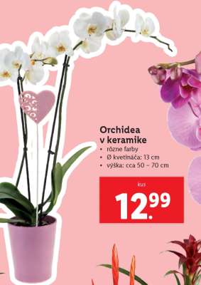 Orchidea v keramike