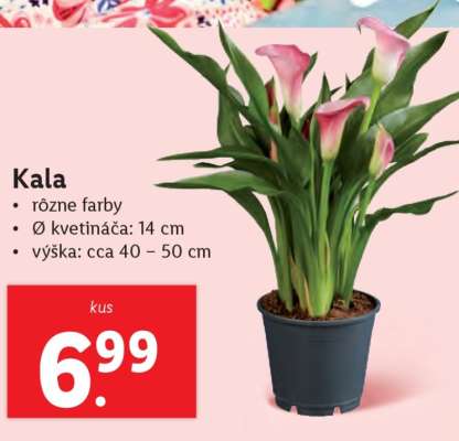 Kala