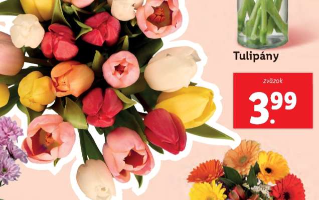 Tulipány