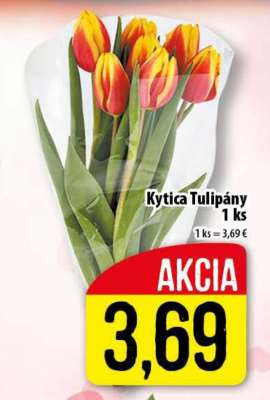 Kytica tulipány
