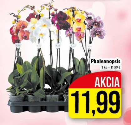 Phalaenopsis