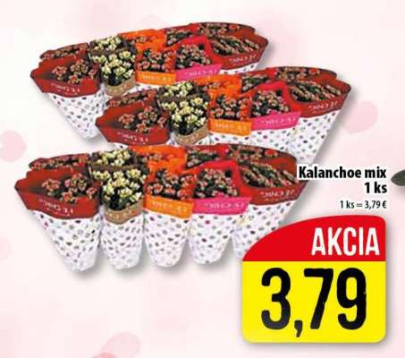 Kalanchoe mix