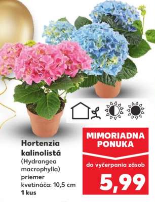 Hortenzia kalinolistá (Hydrangea macrophylla)