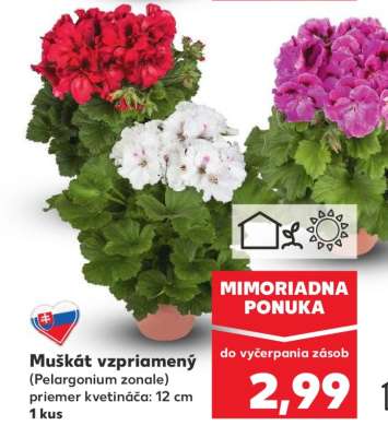 Muškát vzpriamený