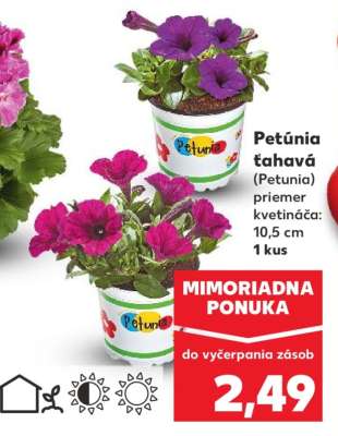 Petúnia ťahavá