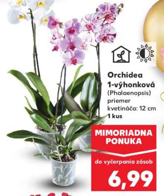Orchidea 1-výhonková