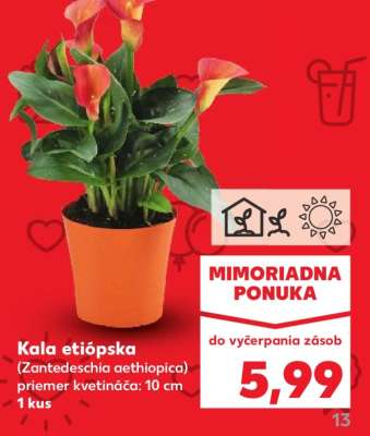 Kala etiópska