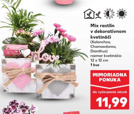 Mix rastlín v dekoratívnom kvetináči
