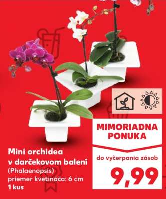 Mini orchidea v darčekovom balení