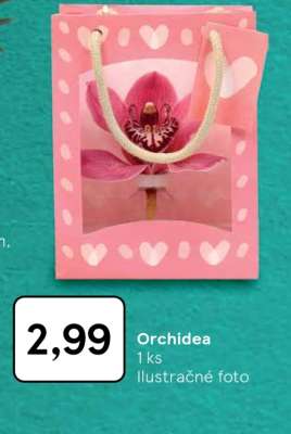 Orchidea