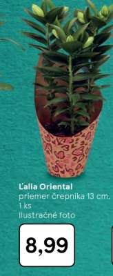 Ľalia Oriental**