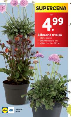 Záhradná trvalka