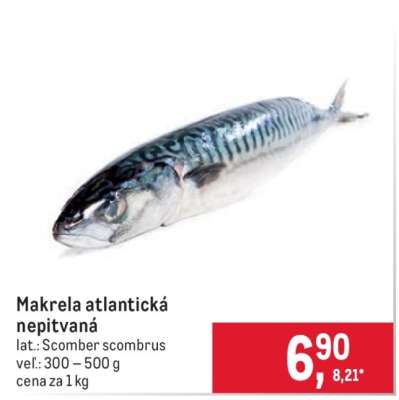 Makrela atlantická nepitvaná