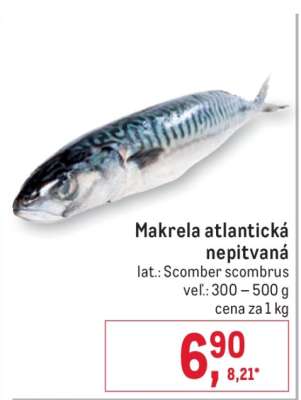 Makrela atlantická nepitvaná