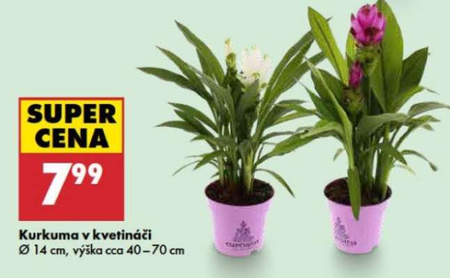 Kurkuma v kvetináči