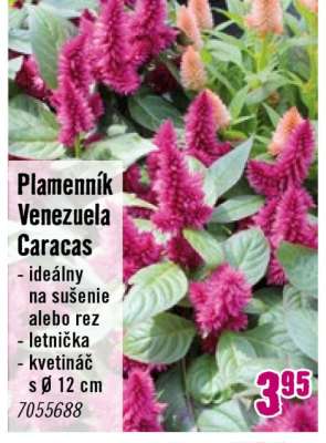 Plamenník Venezuela Caracas