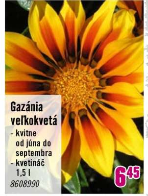 Gazánia veľkokvetá