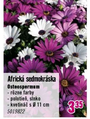 Africká sedmokráska