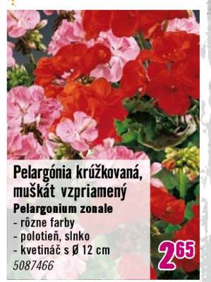Pelargónia krúžkovaná, muškát vzpriamený