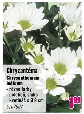 Chryzantéma