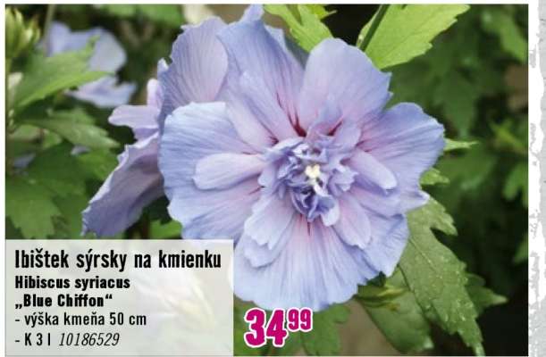 Ibištek sýrsky na kmienku