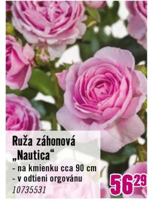 Ruža záhonová „Nautica“