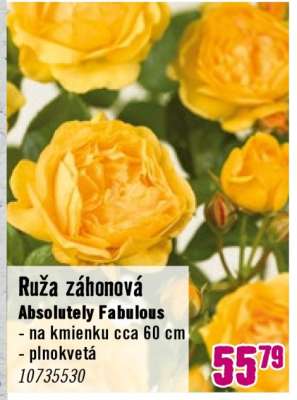 Ruza zahonova