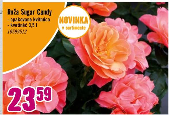 Ruža Sugar Candy