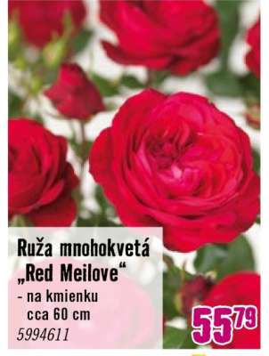 Ruza mnohokvetá „Red Meilove“