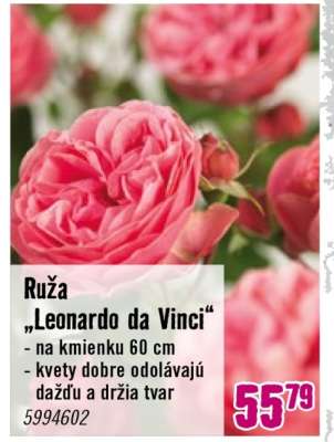 Ruža „Leonardo da Vinci“