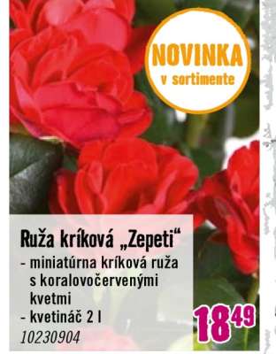 Ruže kríková „Zepeti“