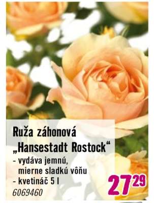Ruža záhonová „Hansestadt Rostock“