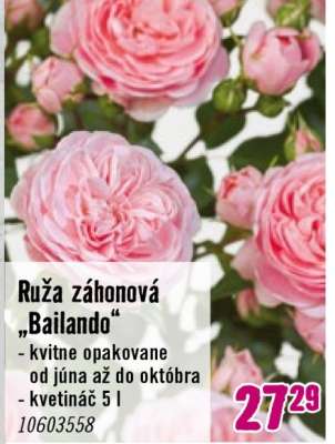 Ruža záhonová „Bailando“