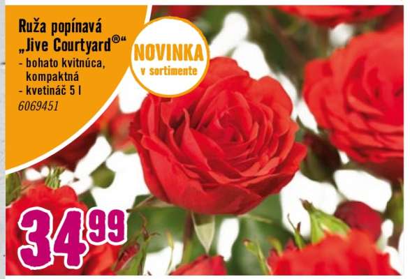 Ruža popínavá „Jive Courtyard®“