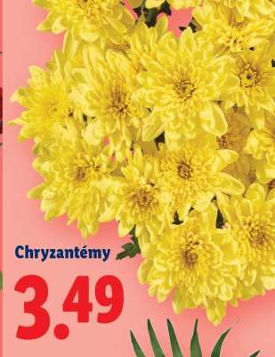 Chryzantémy