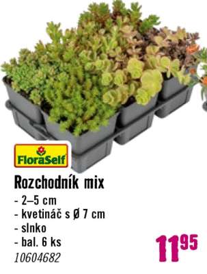 Rozchodník mix