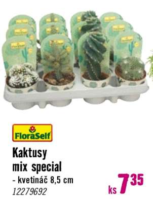 FloraSelf Kaktusy mix special