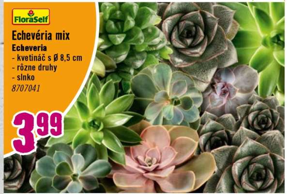 Echevéria mix