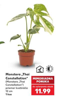 Monstera „Thai Constellation“