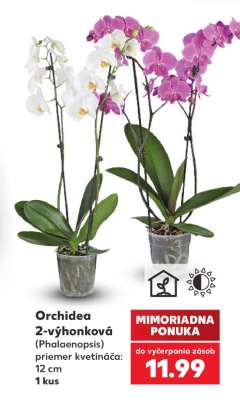 Orchidea 2-výhonková