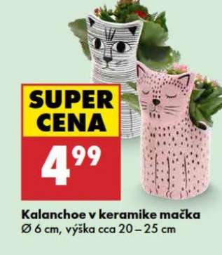 Kalanchoe v keramike mačka